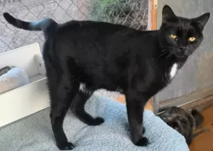 Carlo
