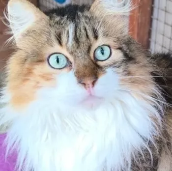 Julie