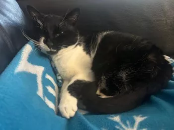 Fiona