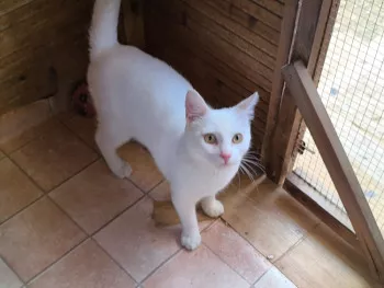 Copito