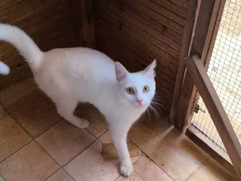 Copito