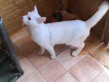 Copito