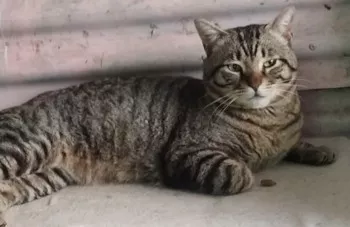 Felipe