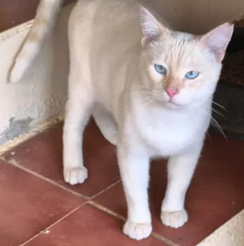 Hugo