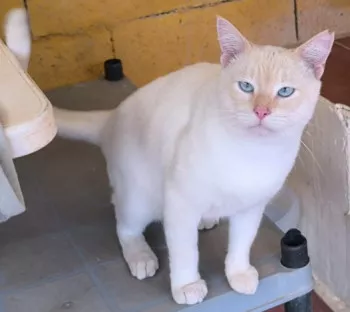 Hugo