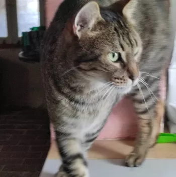 Manuel