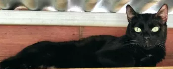 Noche
