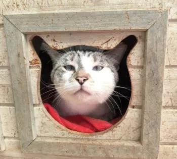 Simba