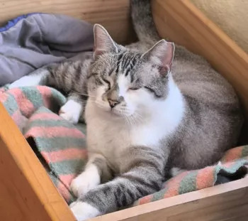 Simba
