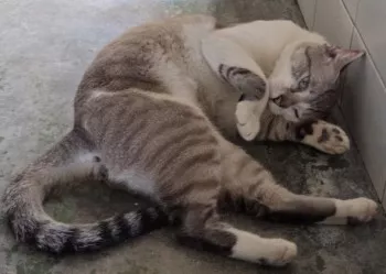 Simba