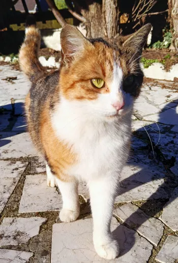 Chichi