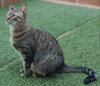 Nala