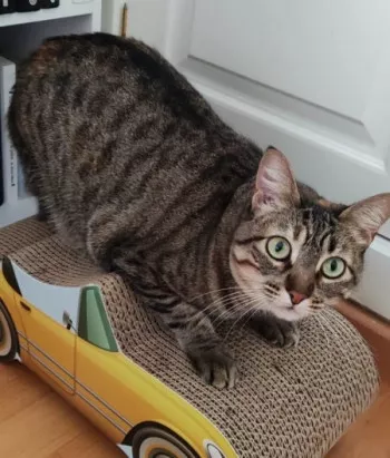 Nala