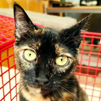 Rita