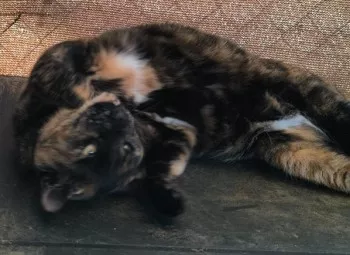Mona