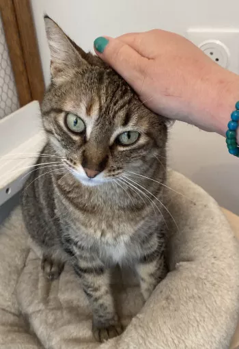 Nala