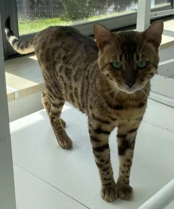 Moogli