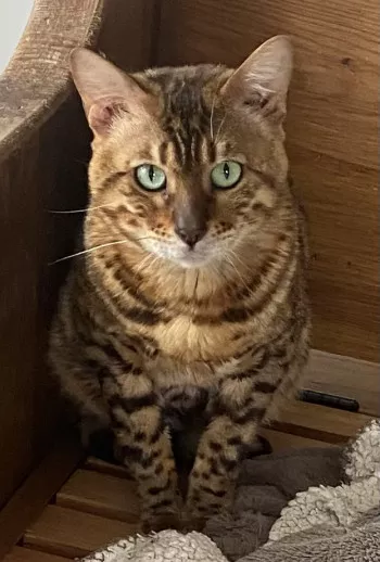 Moogli