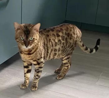 Moogli