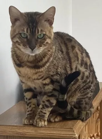 Moogli