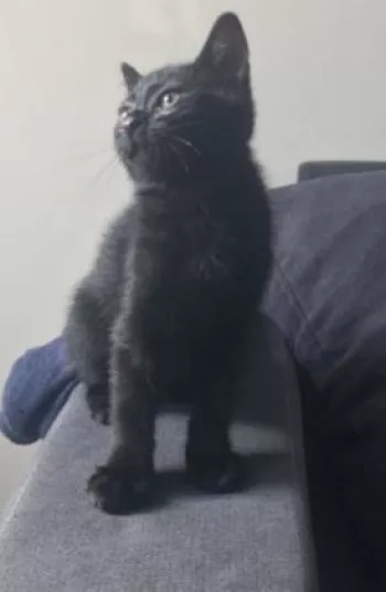 Moka