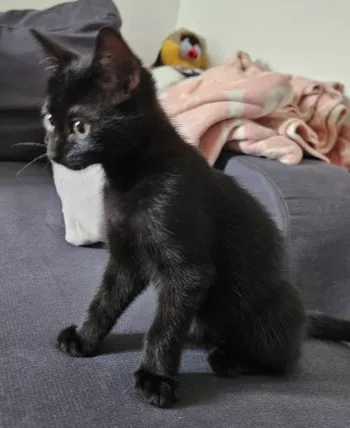 Moka