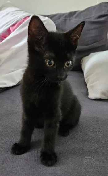 Moka