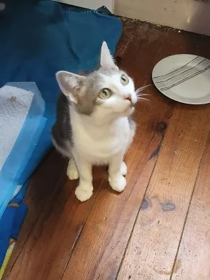 Maya
