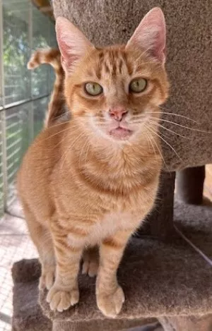 Ginger