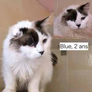Blue