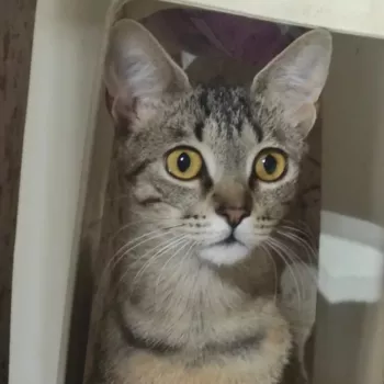 Kira