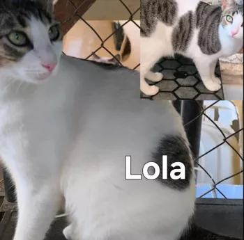 Lola