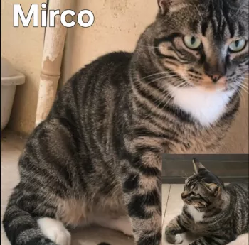 Mirco