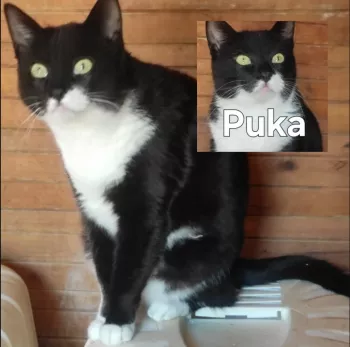 Puka