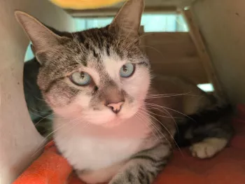 Simba