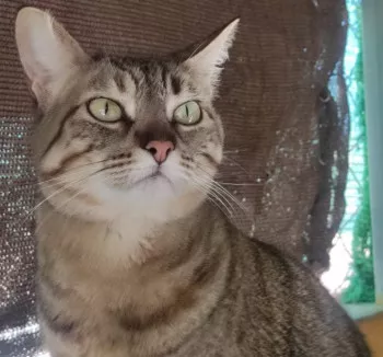 Nala