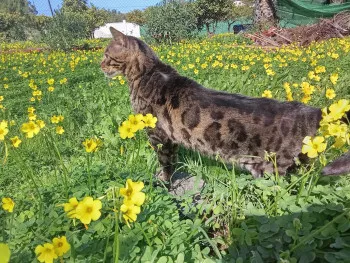 Orus