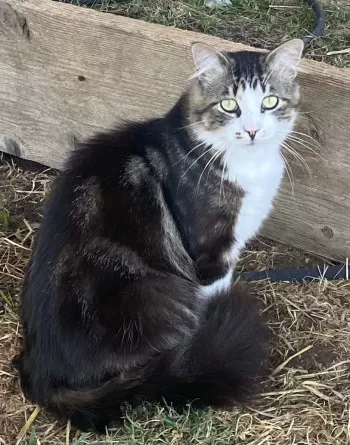 Lennon