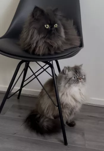 Tchalla & Yuumi