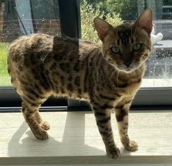 Moogli