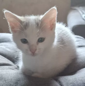 Adèle